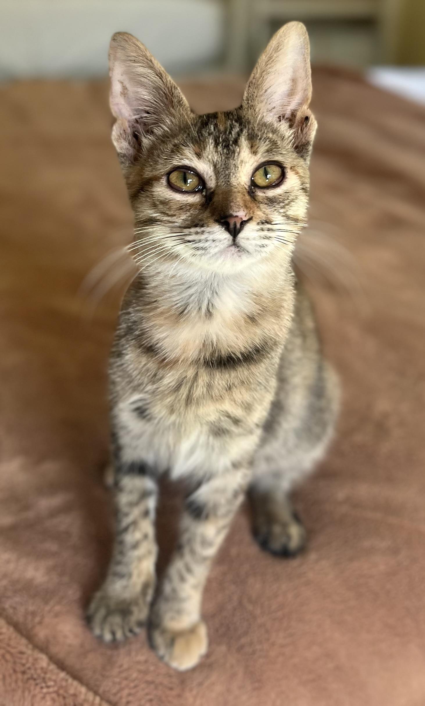 Meadow - Available for Meet & Greet, adopted, Kitten Female Tabby.