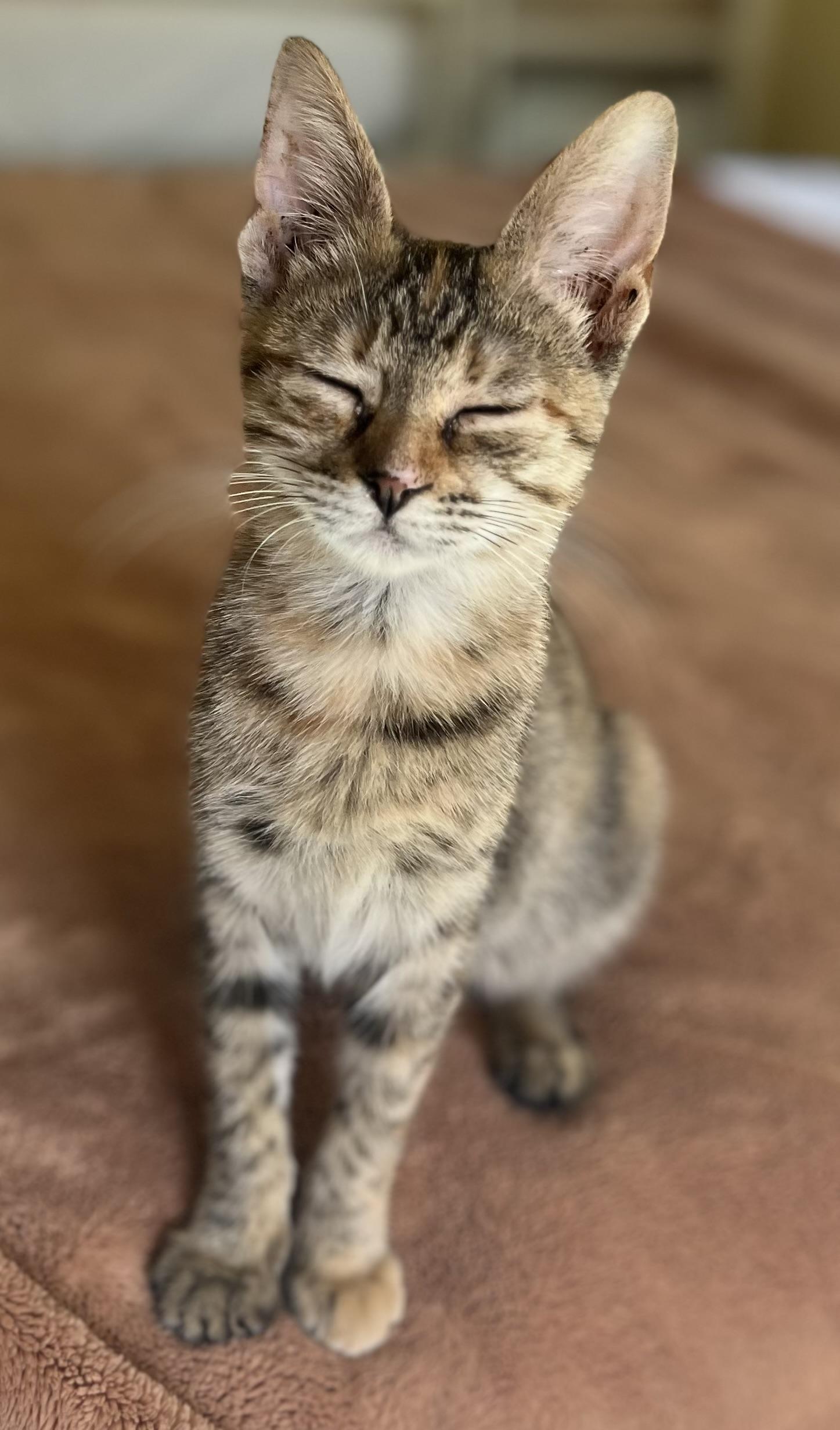 Enlarge Meadow - Available for Meet & Greet, an adopted Tabby in Warwick, RI image 2/4