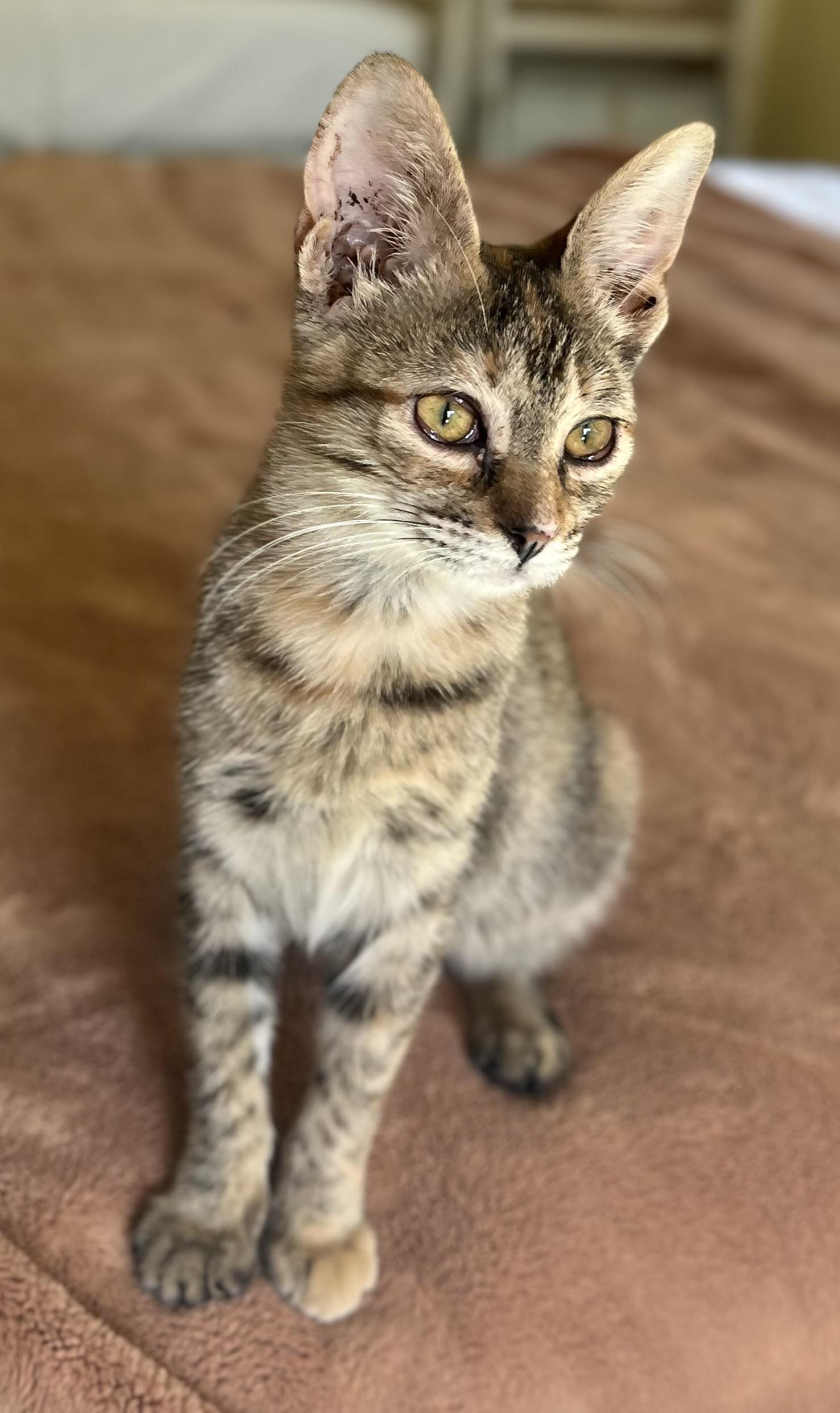 Enlarge Meadow - Available for Meet & Greet, an adopted Tabby in Warwick, RI image 4/4