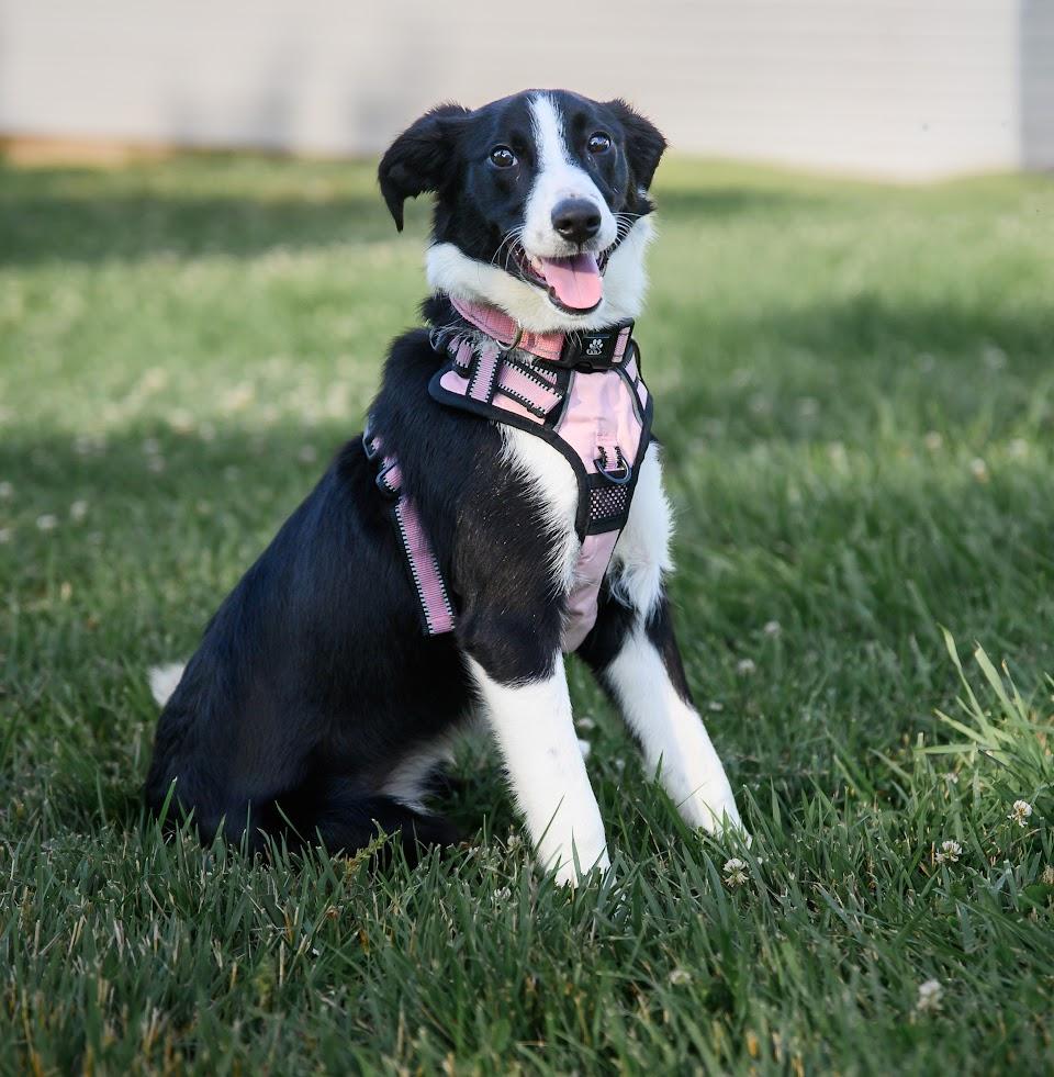 Enlarge Blessing, an adoptable mixed breed in Ellicott City, MD image 1/4