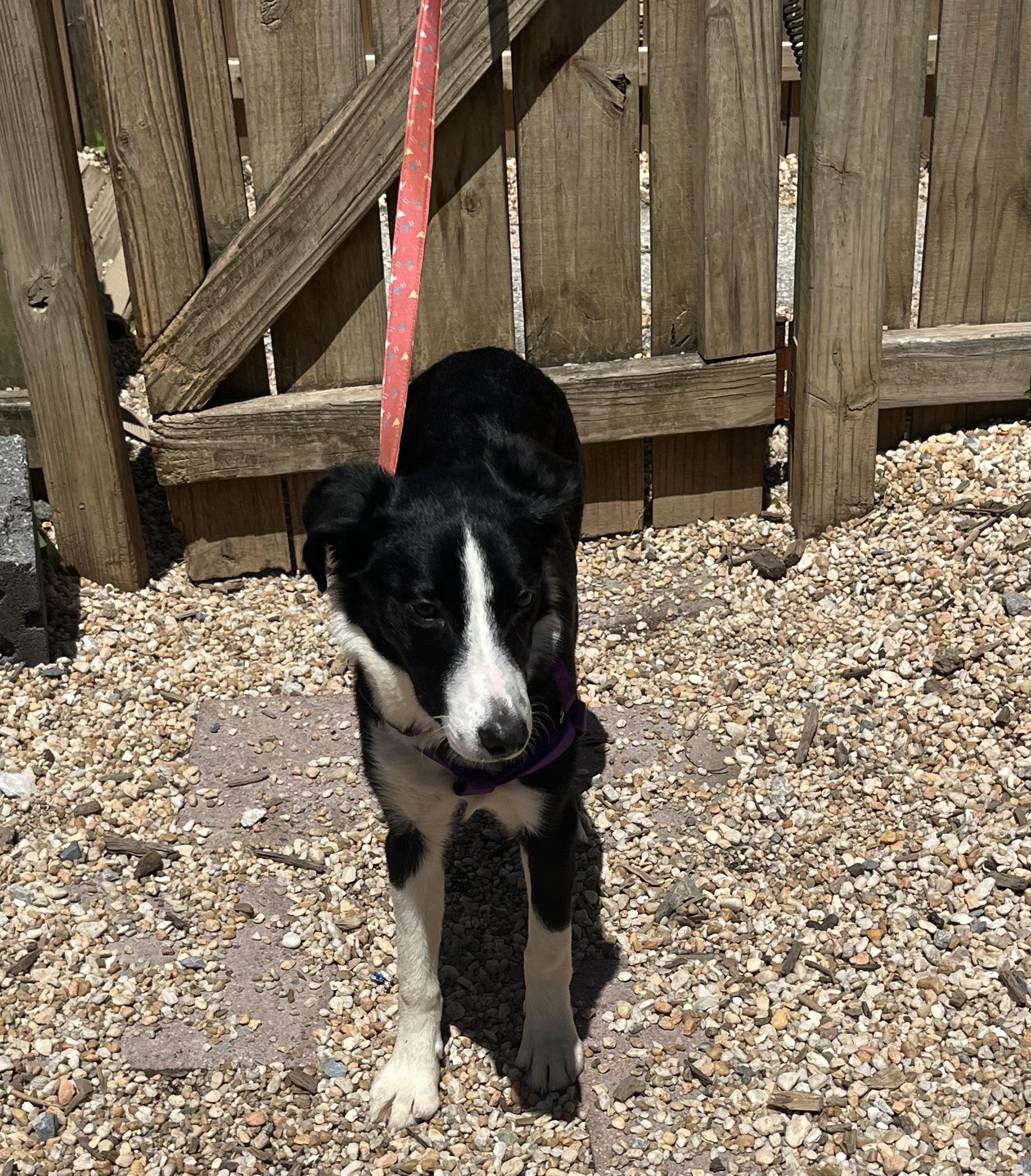 Enlarge Blessing, an adoptable mixed breed in Ellicott City, MD image 4/4