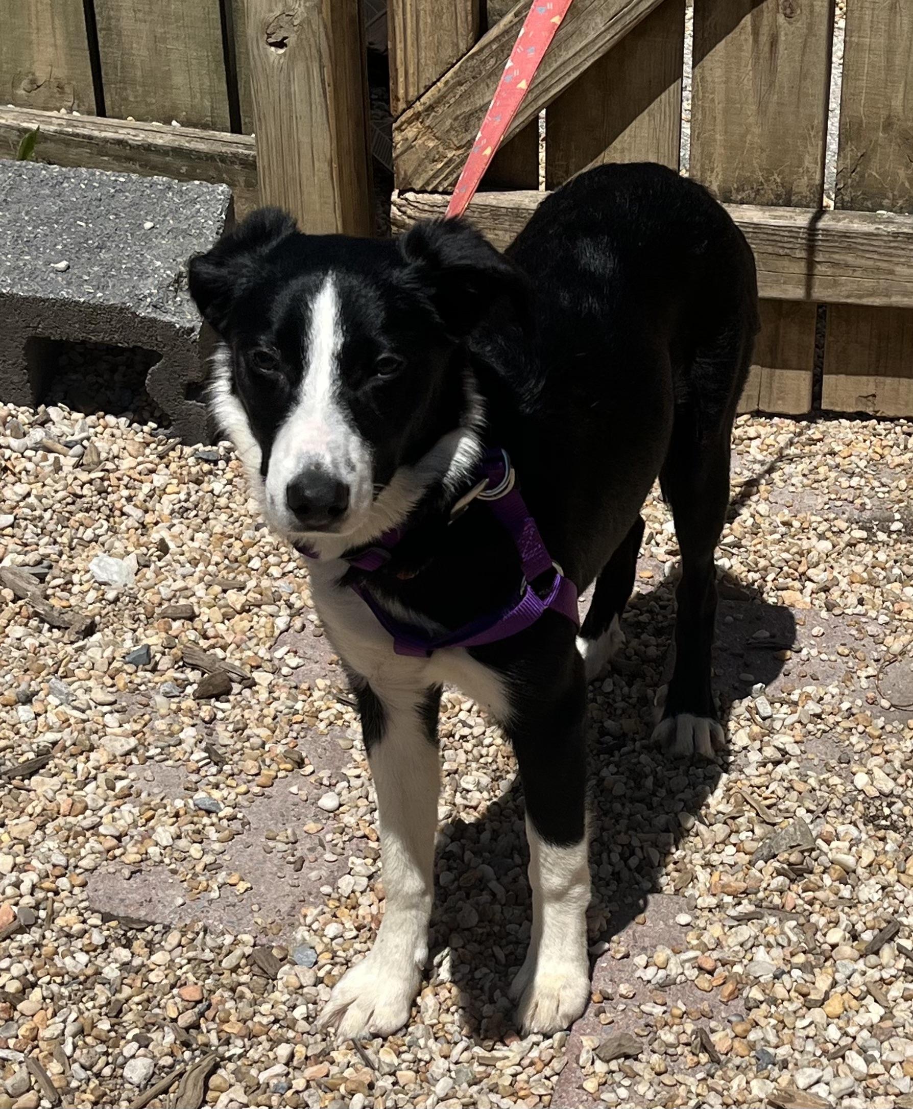 Enlarge Blessing, an adoptable mixed breed in Ellicott City, MD image 2/4