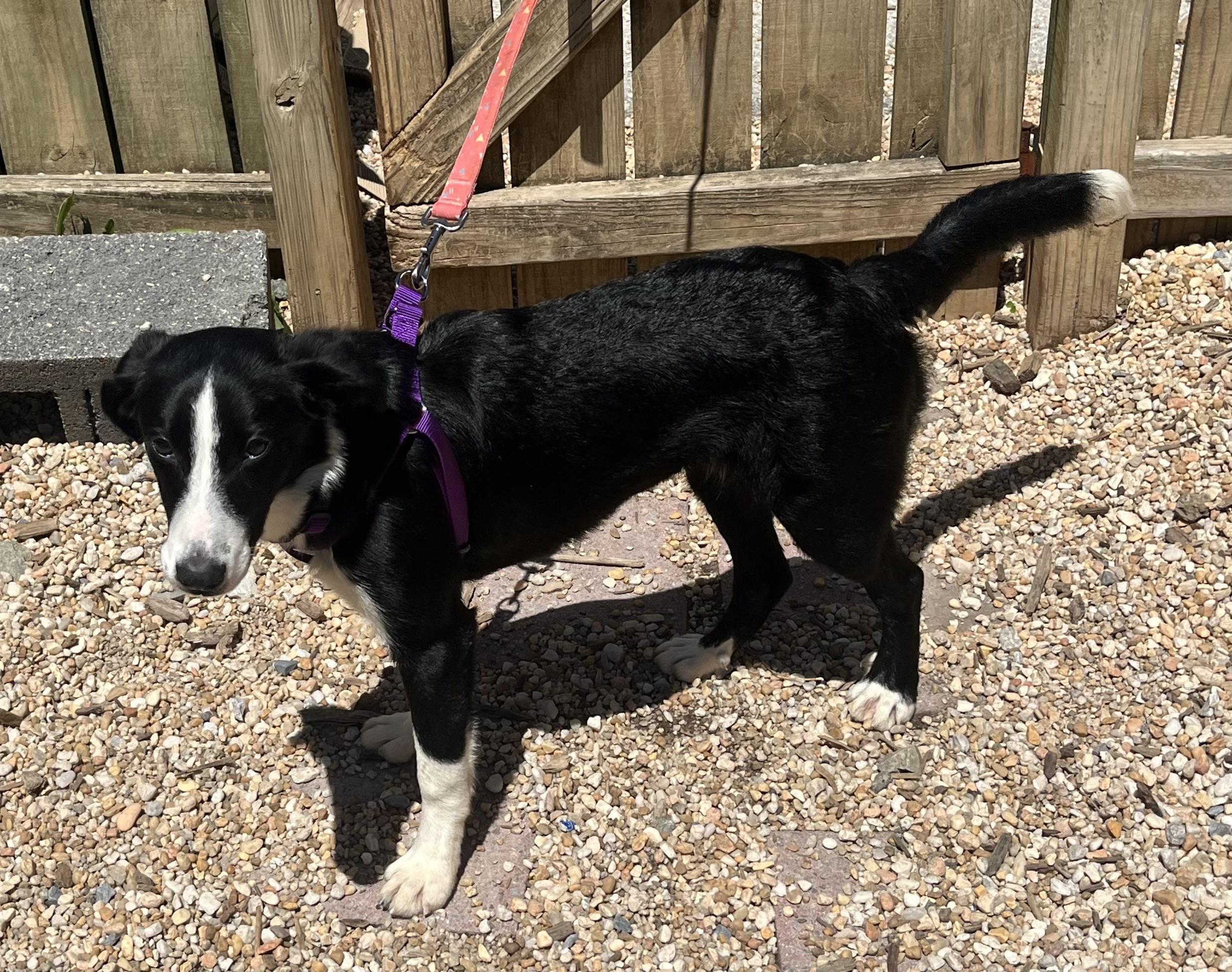 Enlarge Blessing, an adoptable mixed breed in Ellicott City, MD image 3/4