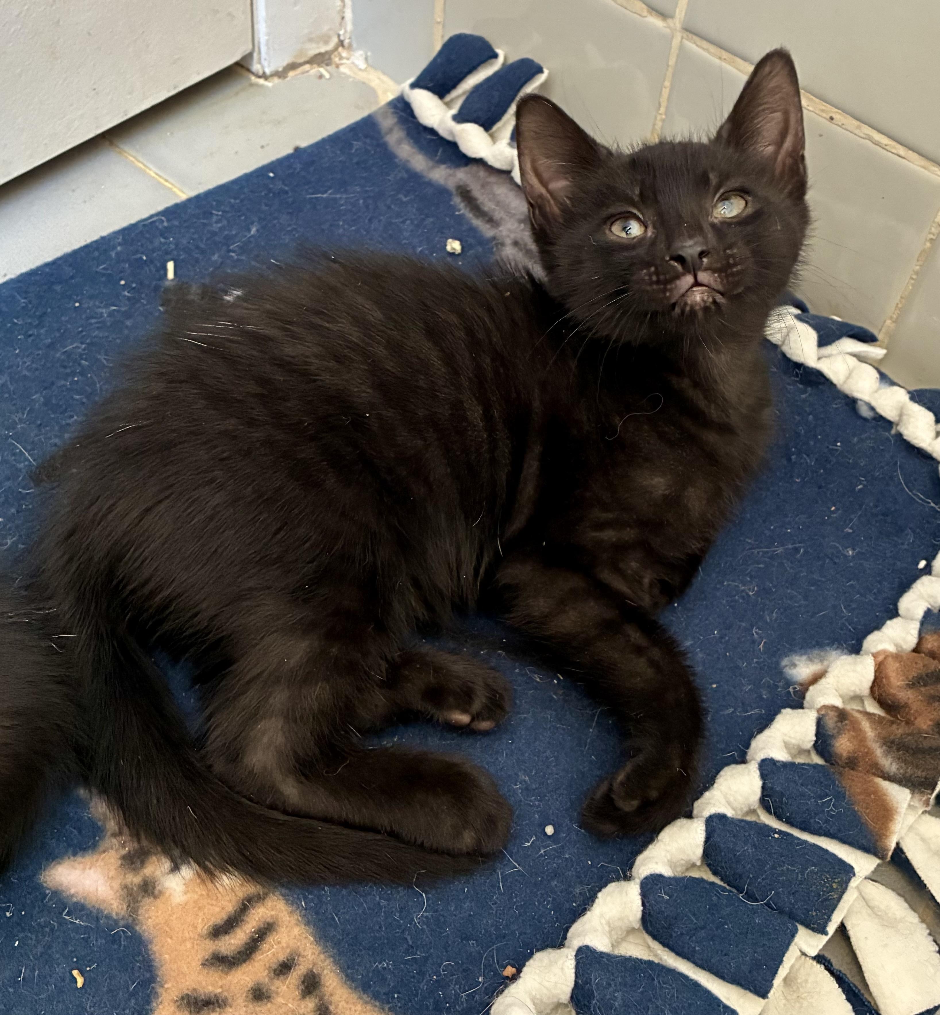 Musta, an adopted Domestic Short Hair in River Edge, NJ image 4/4