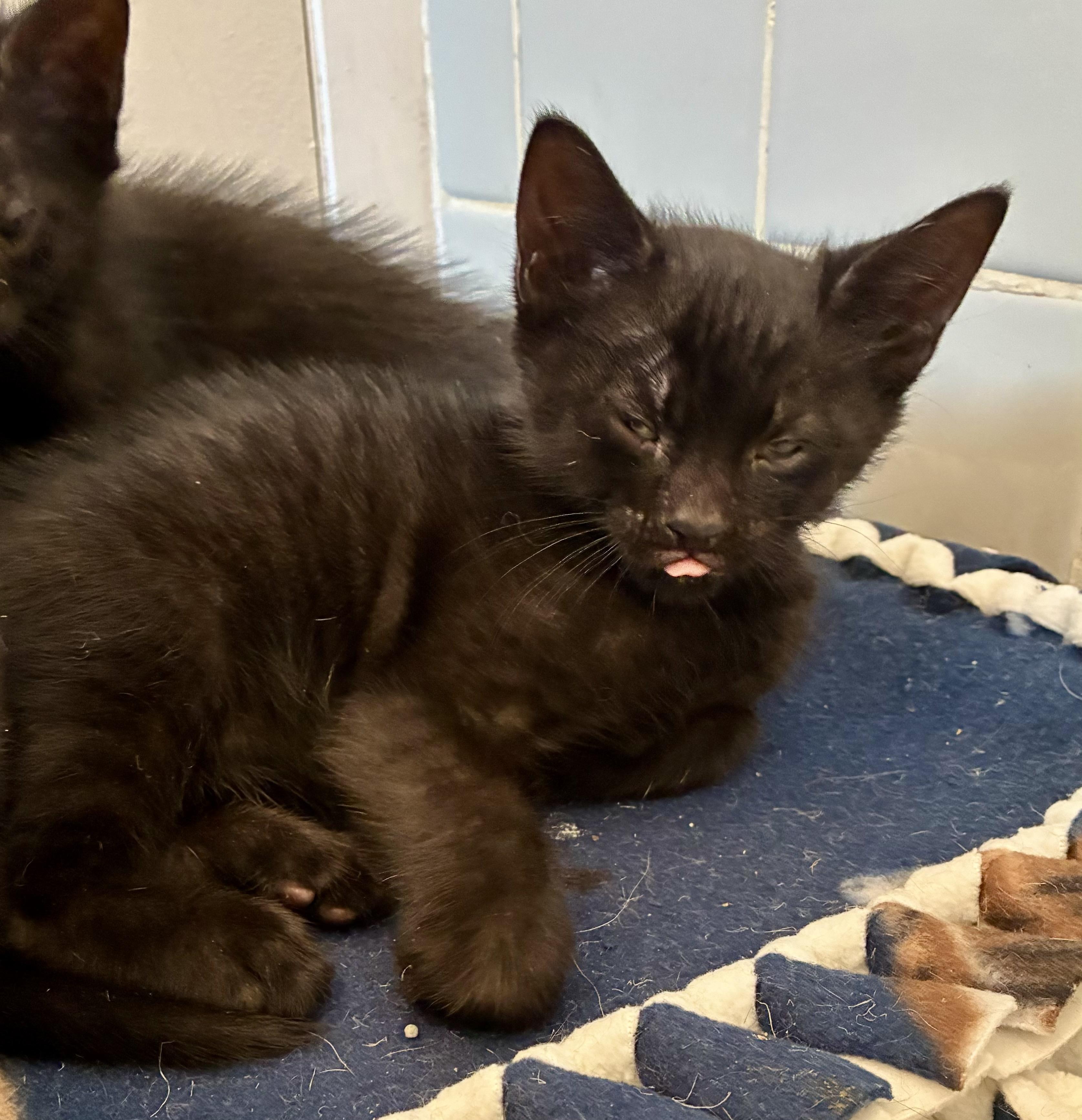 Musta, adopted, Kitten Male Domestic Short Hair.