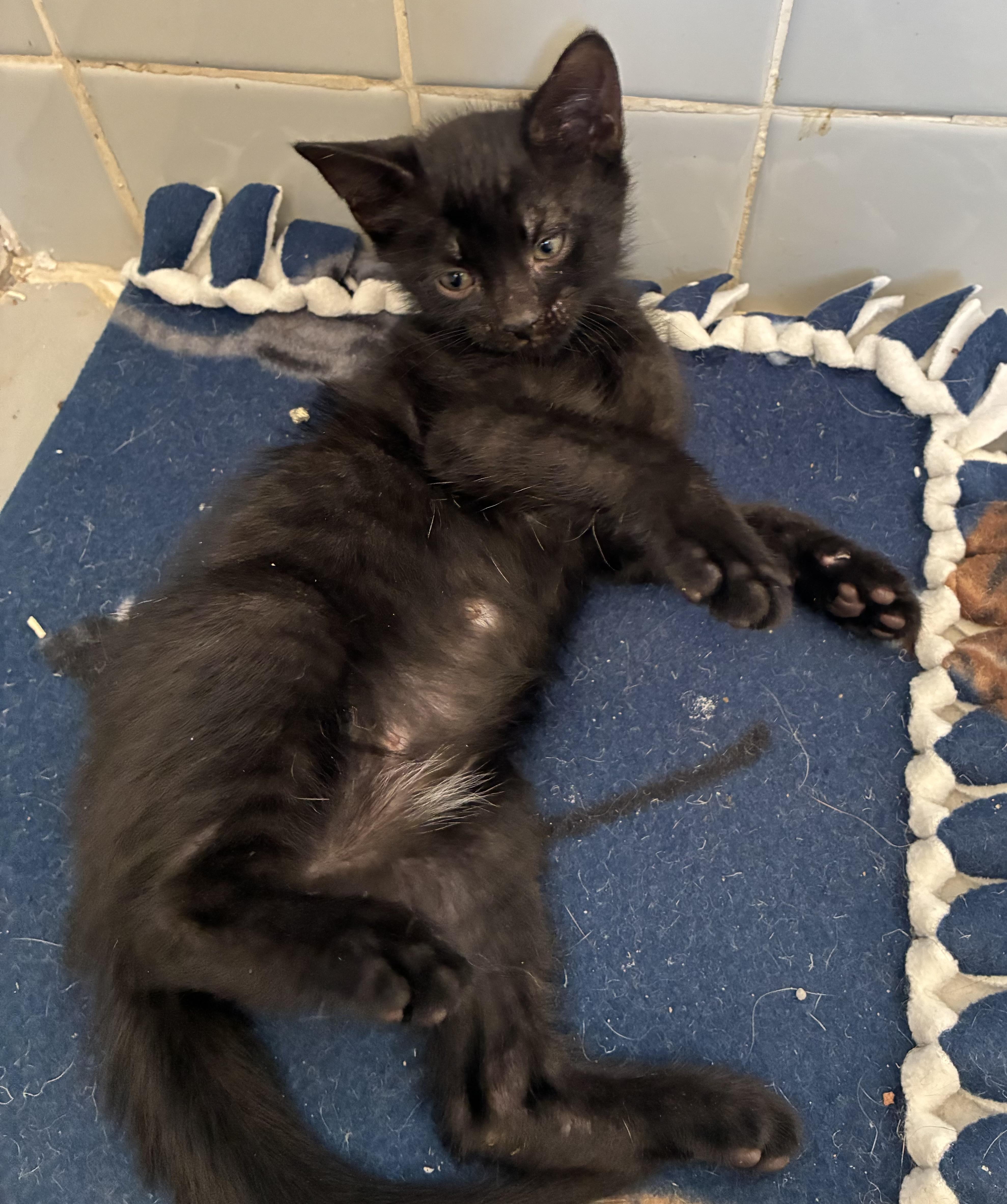 Musta, an adopted Domestic Short Hair in River Edge, NJ image 3/4