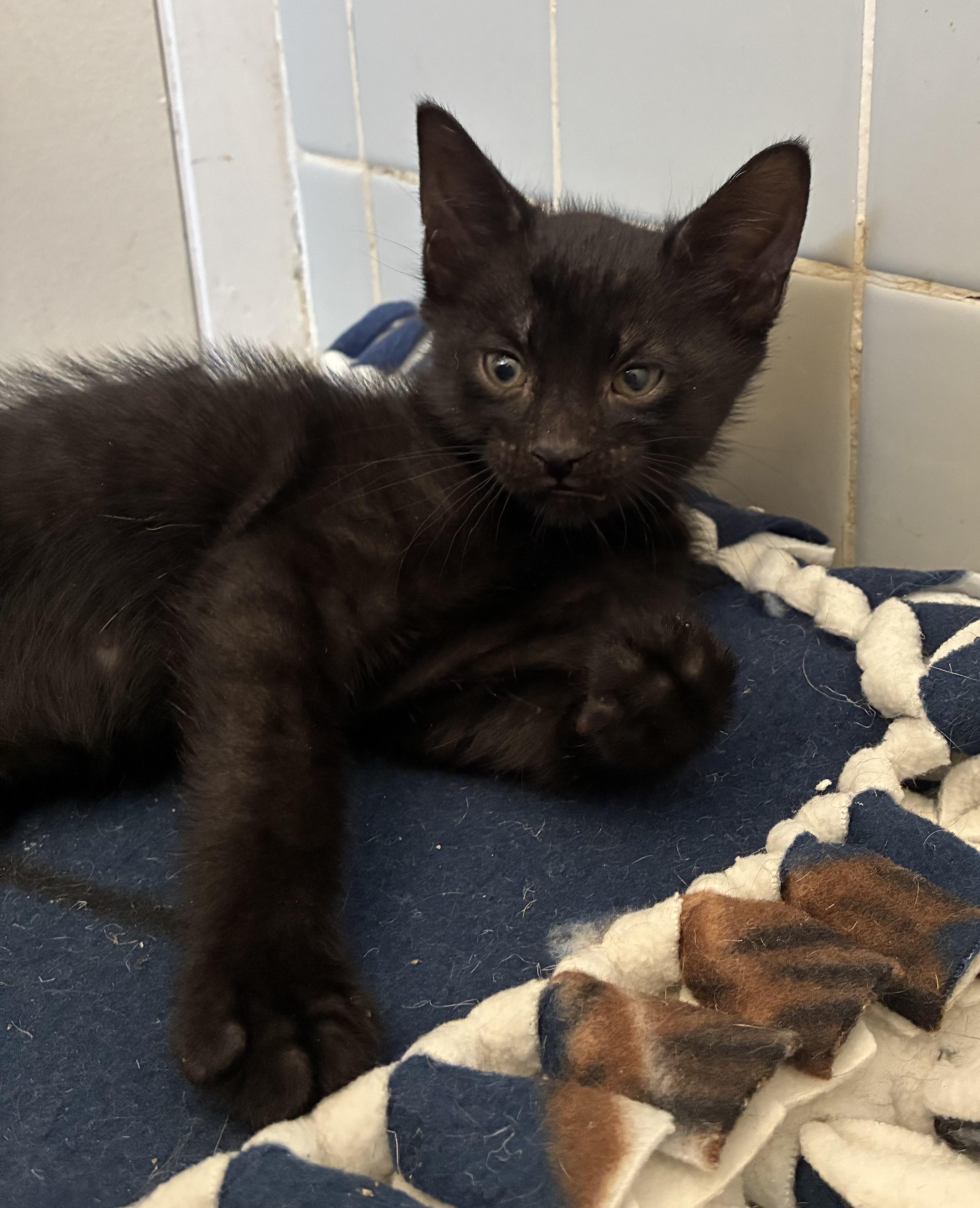 Musta, an adopted Domestic Short Hair in River Edge, NJ image 2/4