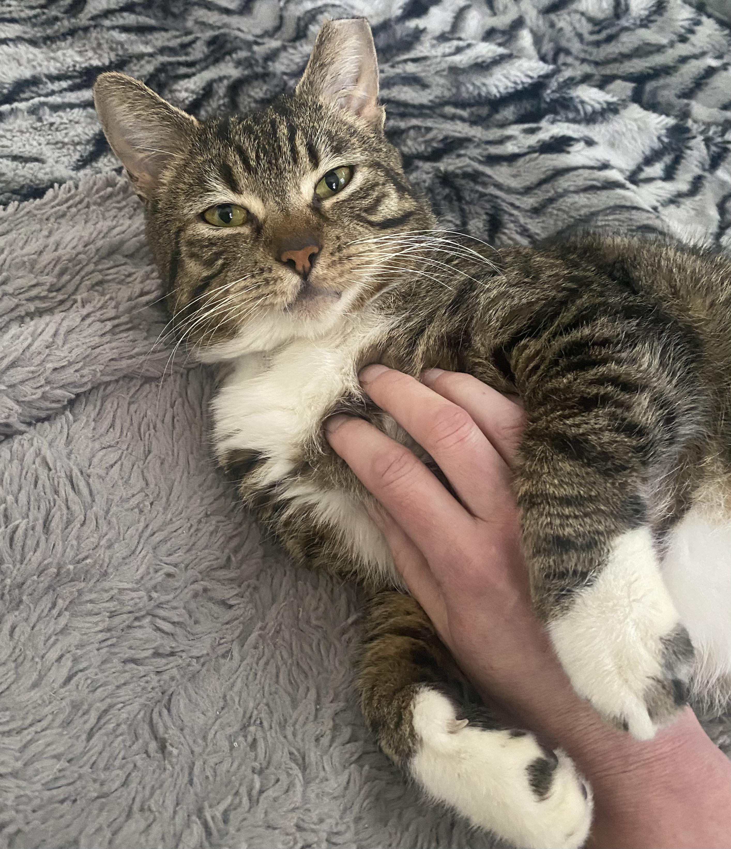 Enlarge Happy, a ADOPTABLE Domestic Short Hair in Nashville, TN image 2/2