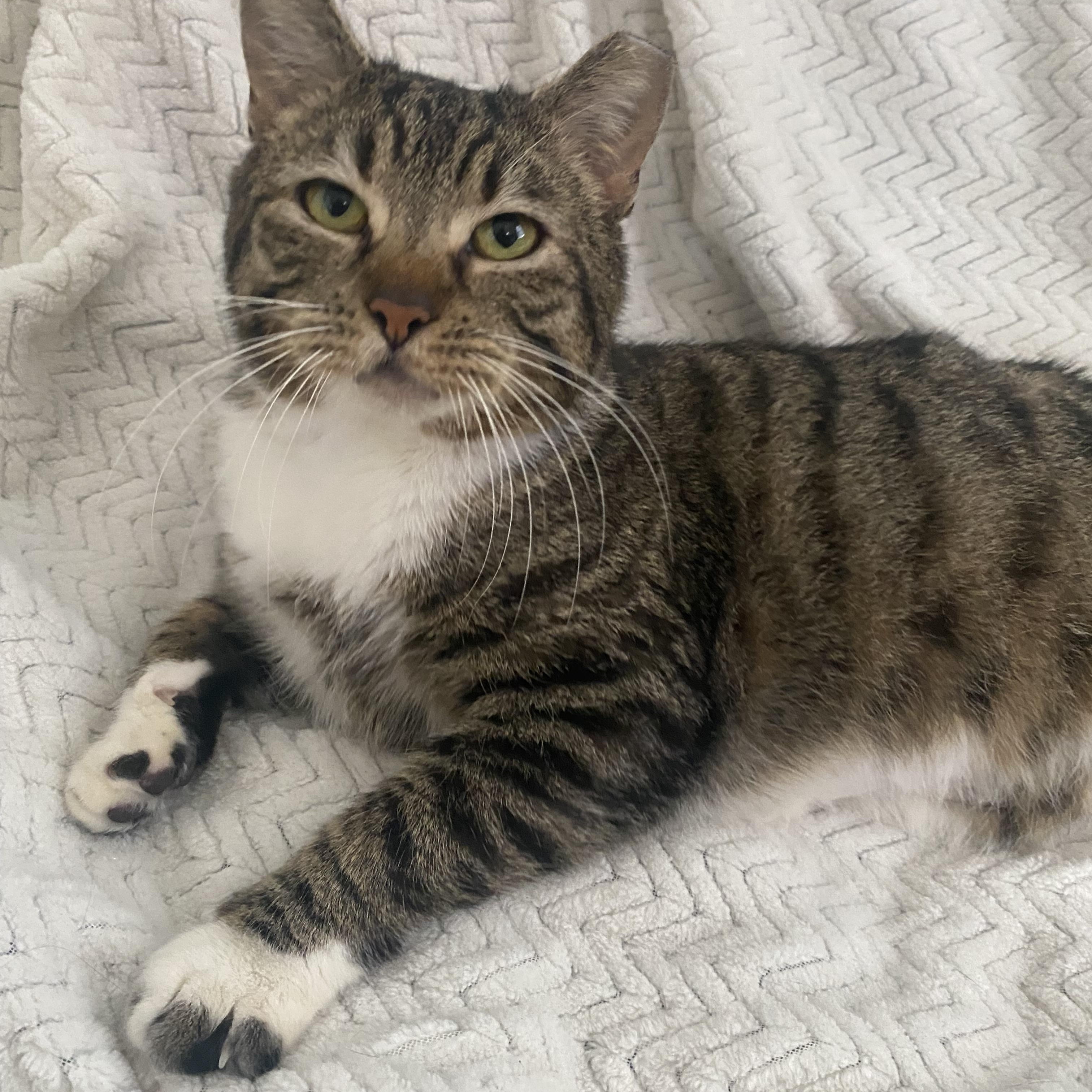 Happy, ADOPTABLE, Adult Male Domestic Short Hair.