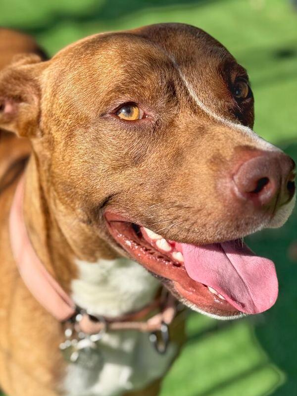 Trooper, Adoptable, Adult Male Terrier.