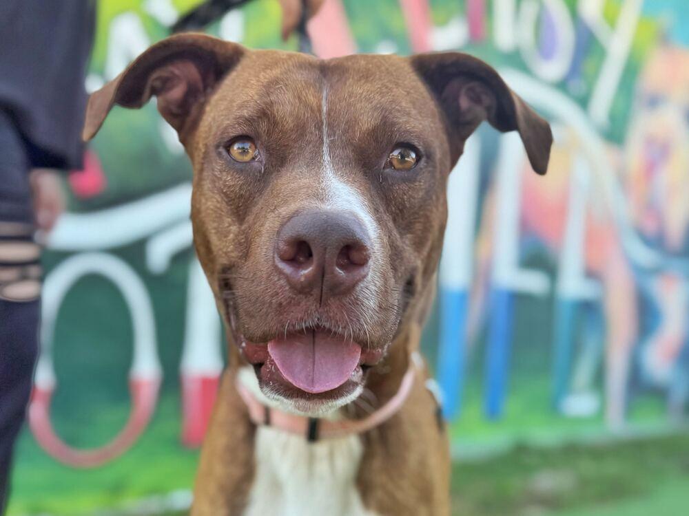 Enlarge Trooper, a Adoptable mixed breed in Lakeland, FL image 2/4