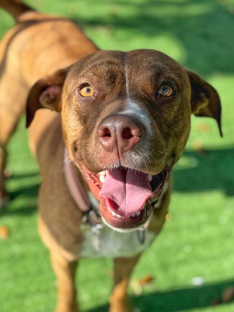 Enlarge Trooper, a Adoptable mixed breed in Lakeland, FL image 3/4
