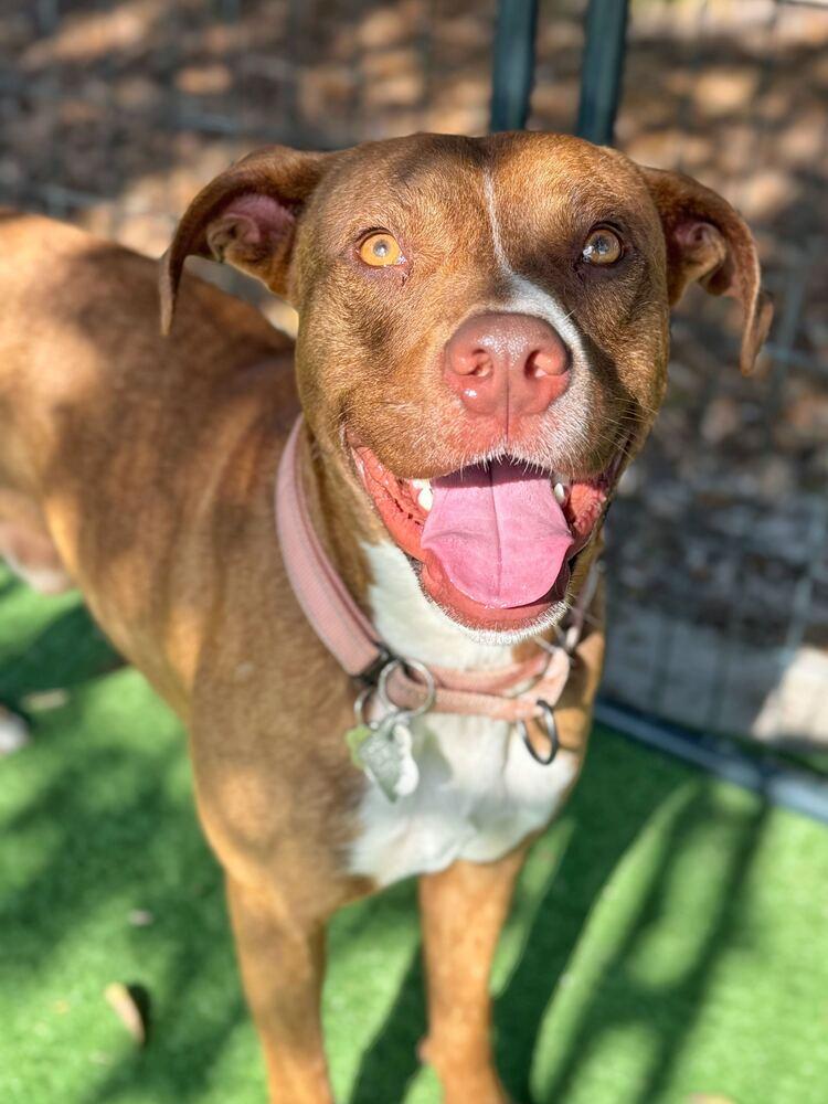 Enlarge Trooper, a Adoptable mixed breed in Lakeland, FL image 4/4