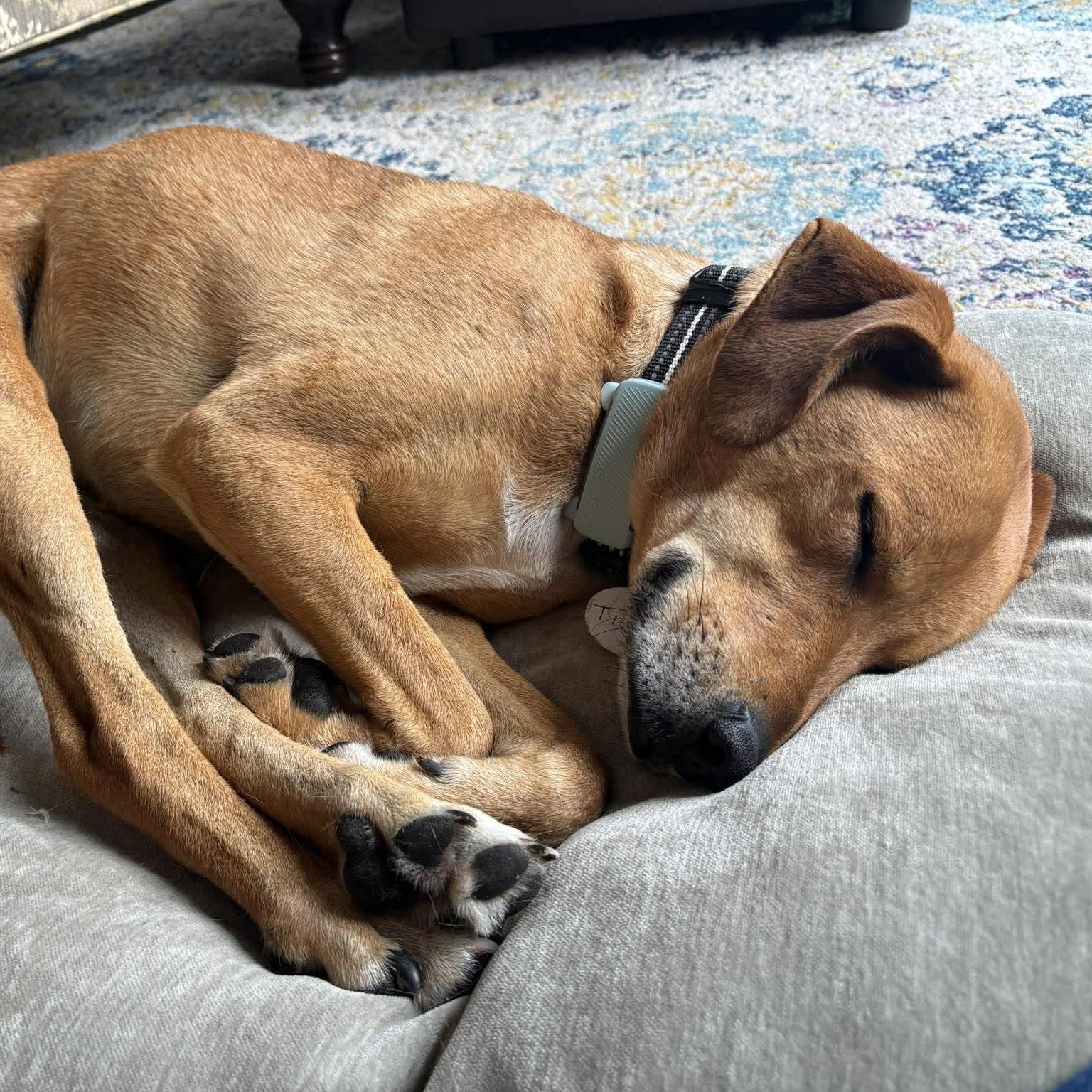 Enlarge Tiana, a ADOPTABLE mixed breed in Kingston, ON image 5/6