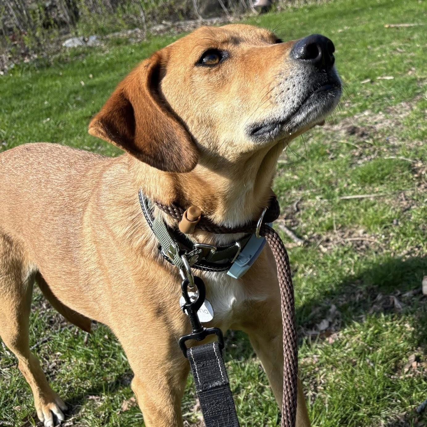 Enlarge Tiana, a ADOPTABLE mixed breed in Kingston, ON image 3/6