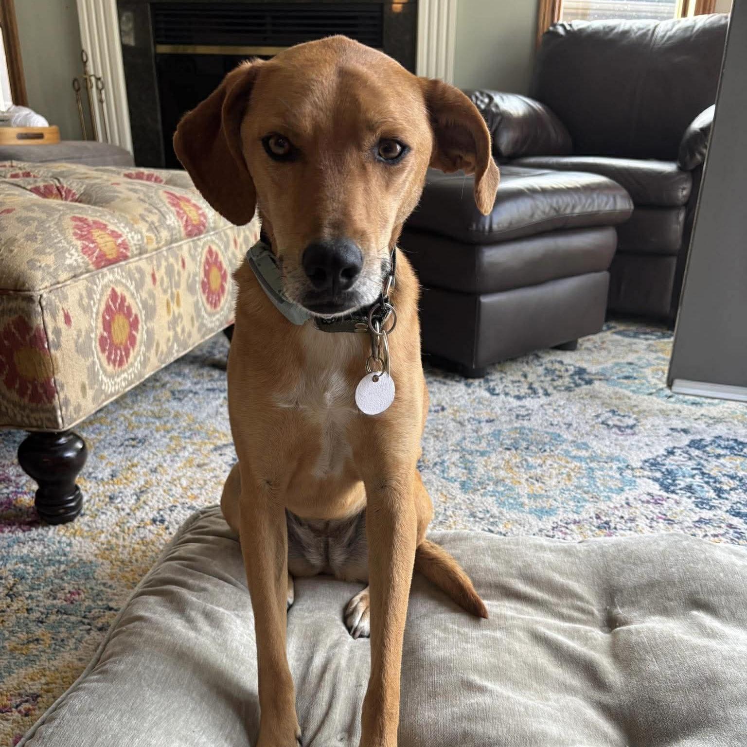 Enlarge Tiana, a ADOPTABLE mixed breed in Kingston, ON image 1/6