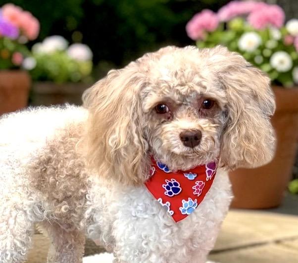 Mr. McGruff, adopted, Adult Male Poodle.