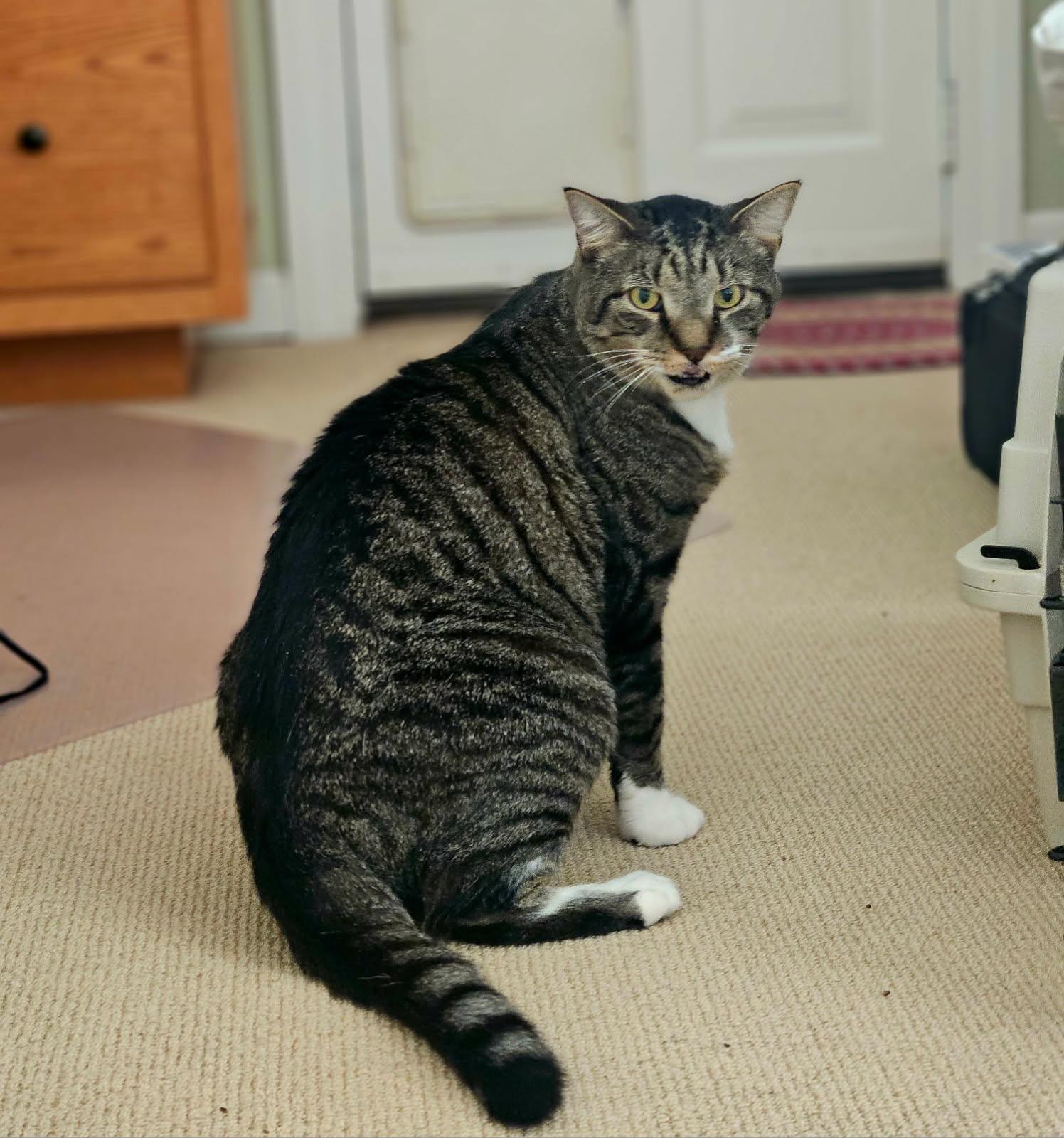 Enlarge Butchie, a Adoptable Domestic Short Hair in Medfield, MA image 2/3