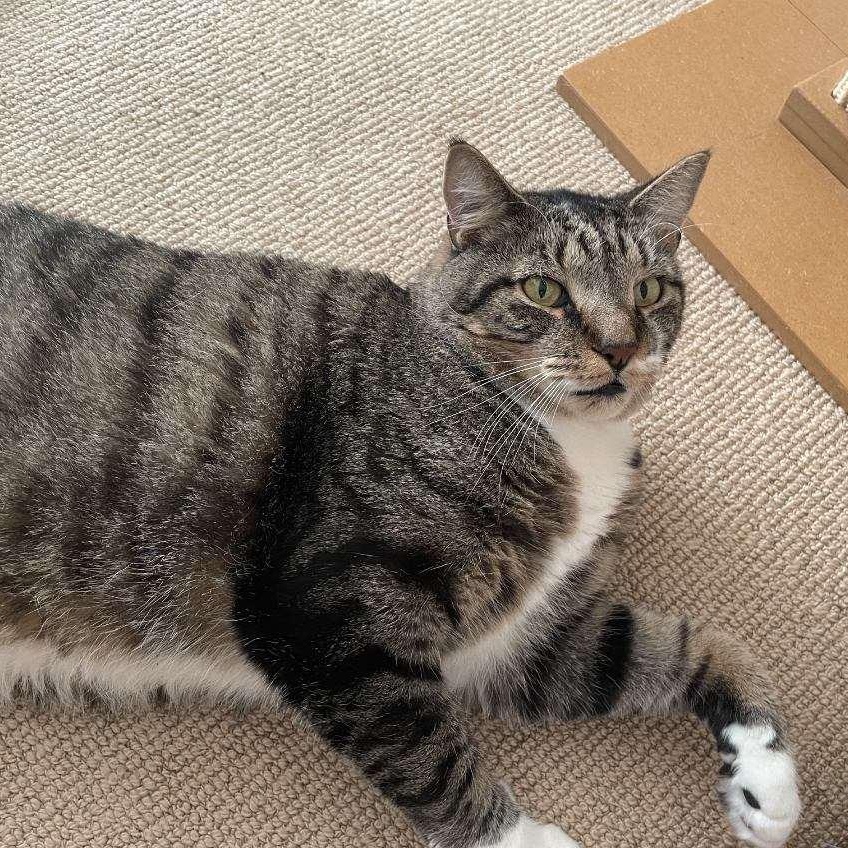 Enlarge Butchie, a Adoptable Domestic Short Hair in Medfield, MA image 1/3