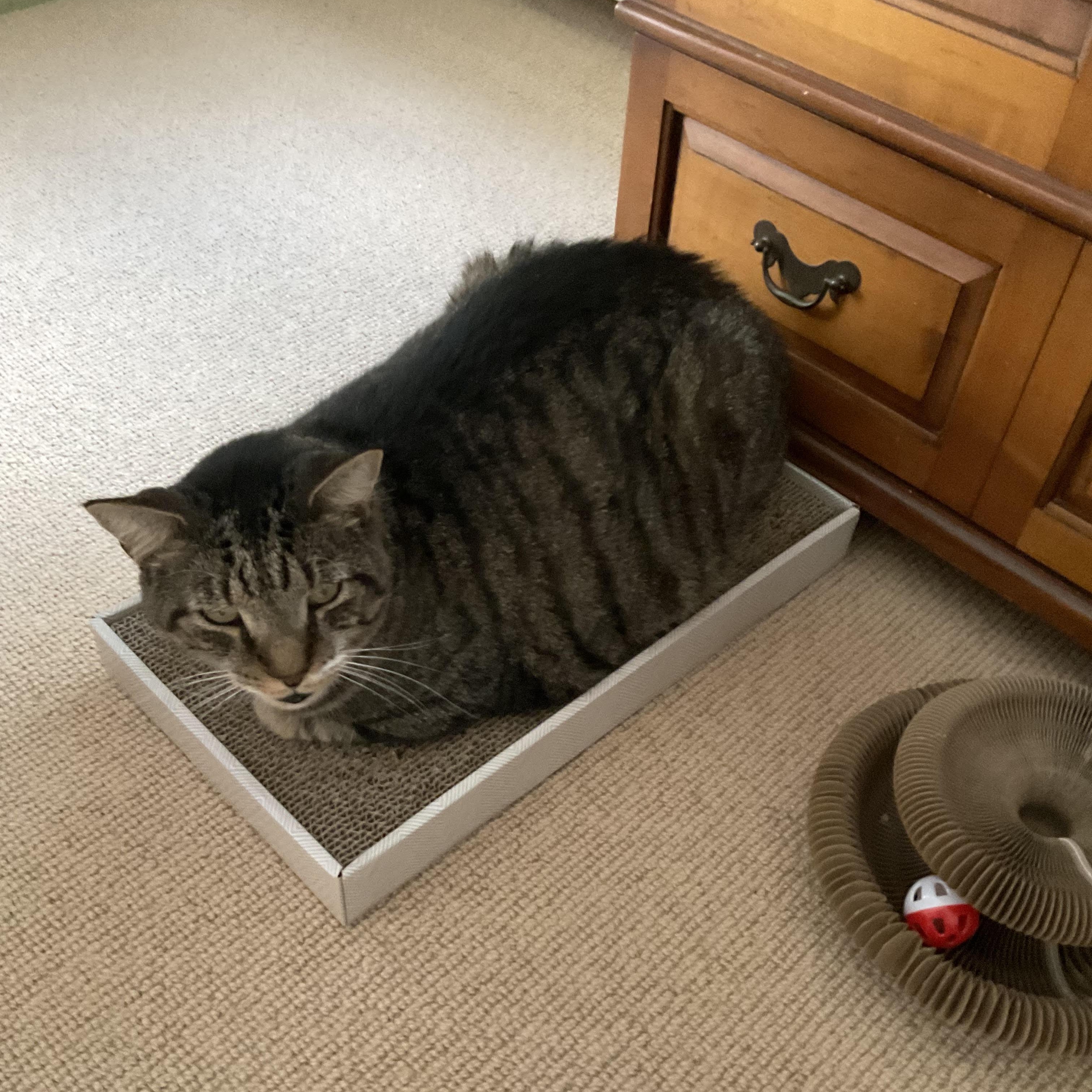 Enlarge Butchie, a Adoptable Domestic Short Hair in Medfield, MA image 3/3