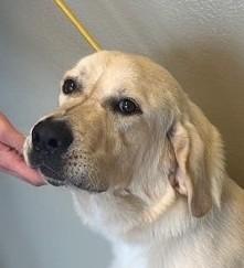 Tank, Adoptable, Puppy Male Labrador Retriever.