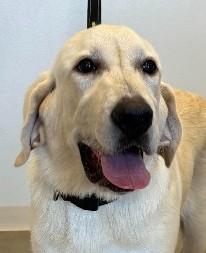 Enlarge Tank, a Adoptable mixed breed in Greeley, CO image 2/4