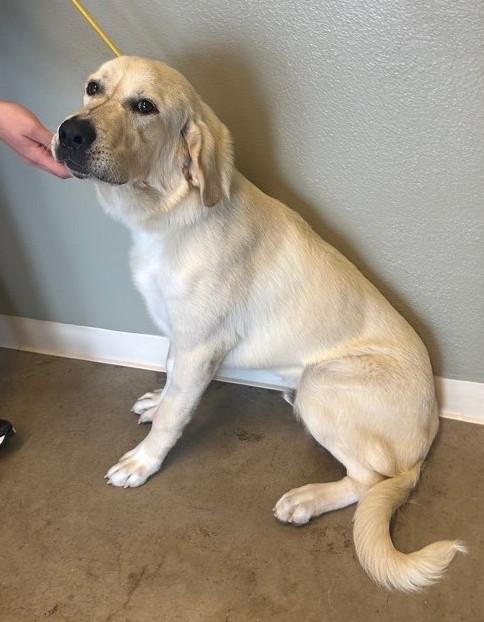Enlarge Tank, a Adoptable mixed breed in Greeley, CO image 3/4