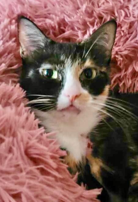 Enlarge Sadie, a Adoptable mixed breed in Saint Augustine, FL image 3/3