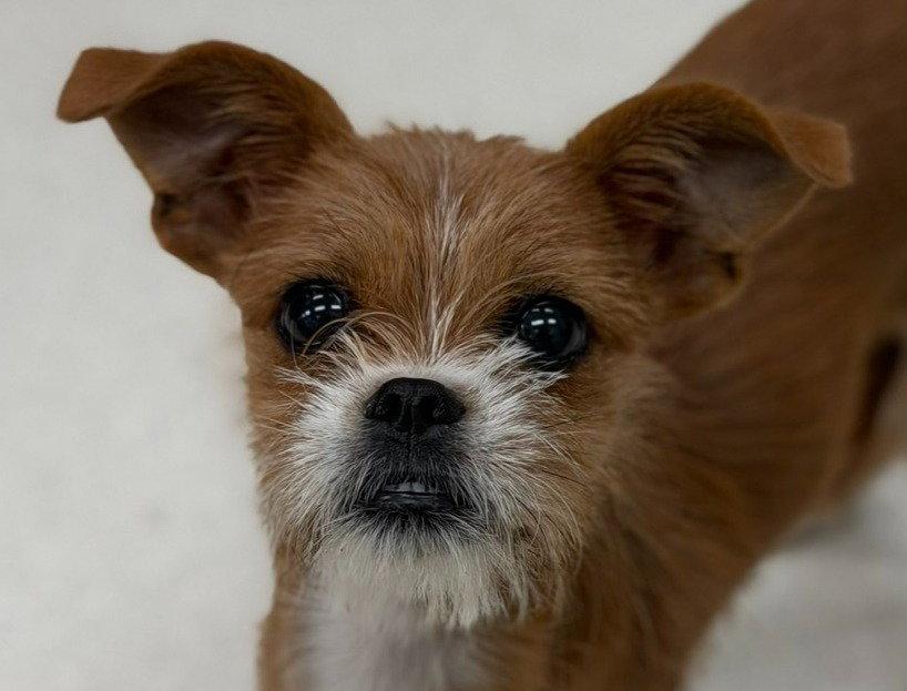 Amelia, Adoptable, Puppy Female Chihuahua & Brussels Griffon.