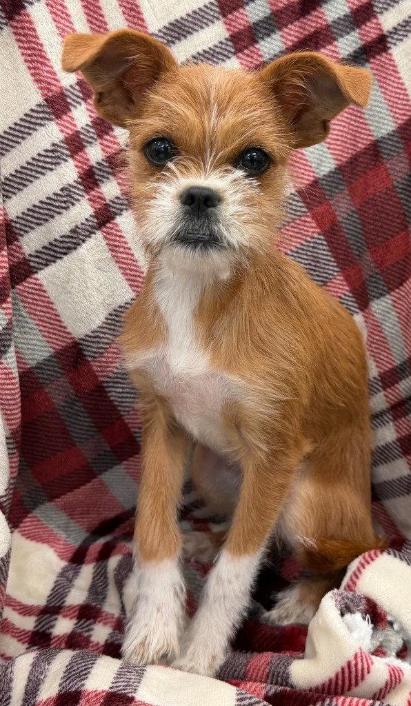 Enlarge Amelia, a Adoptable mixed breed in Bloomfield, CT image 2/3