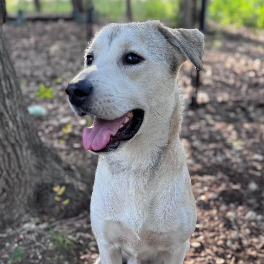 Jax, Adult Male unknown