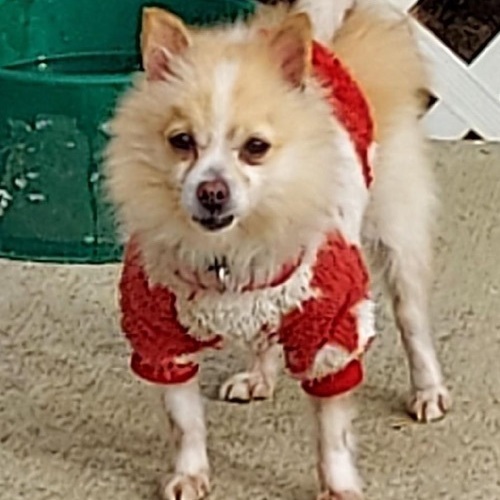 Linus, a Adoptable Pomeranian in St. Clairsville, OH image 2/4
