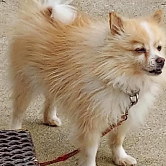Linus, a Adoptable Pomeranian in St. Clairsville, OH image 3/4