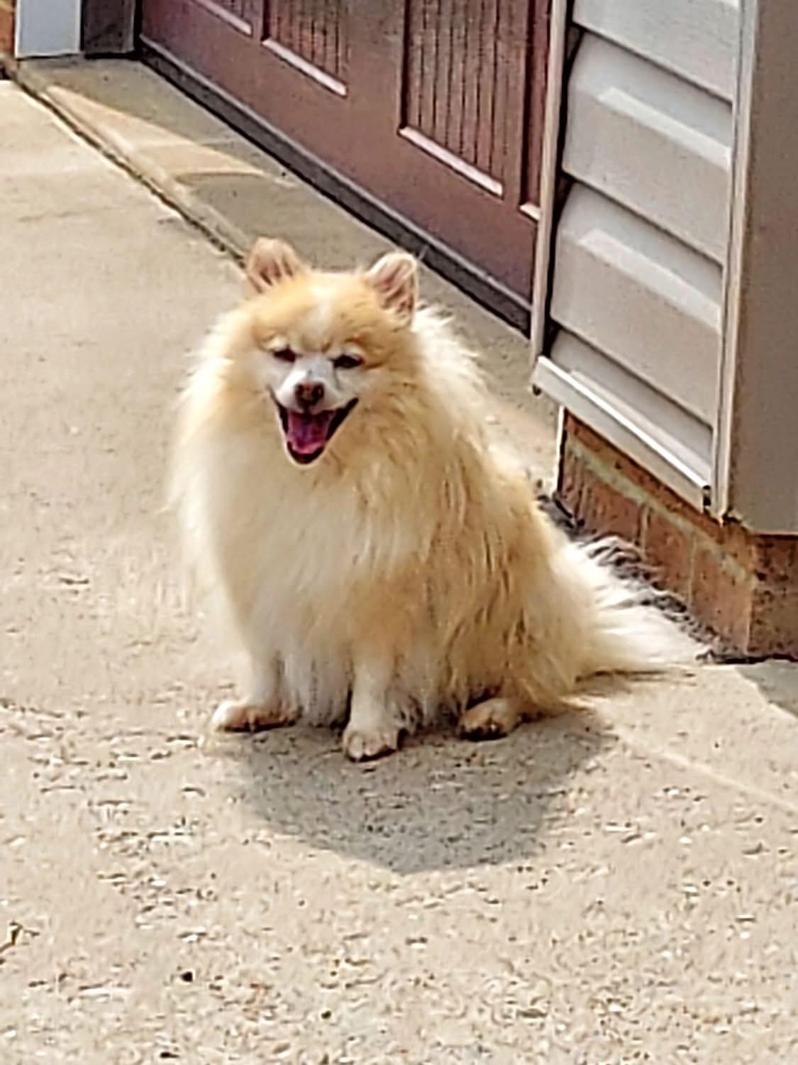 Enlarge Linus, a Adoptable Pomeranian in St. Clairsville, OH image 1/6