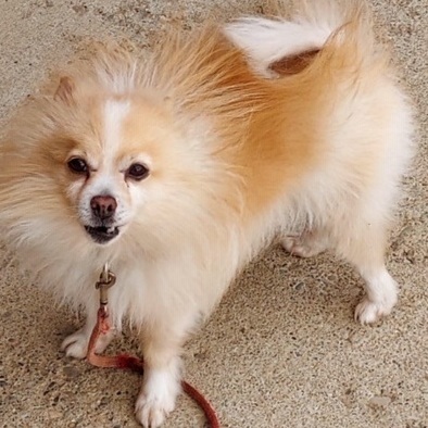 Linus, a Adoptable Pomeranian in St. Clairsville, OH image 1/4