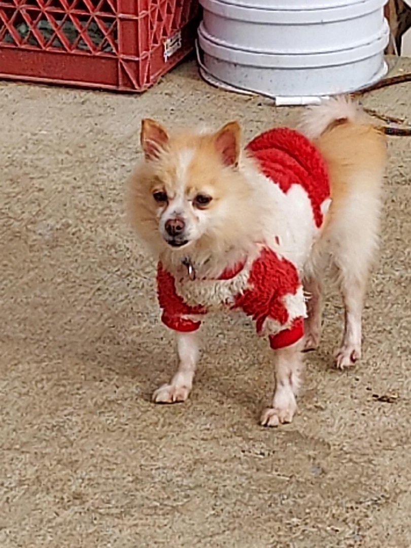 Linus, a Adoptable Pomeranian in St. Clairsville, OH image 4/4