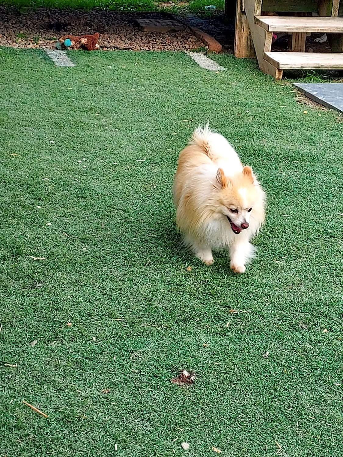 Enlarge Linus, a Adoptable Pomeranian in St. Clairsville, OH image 6/6
