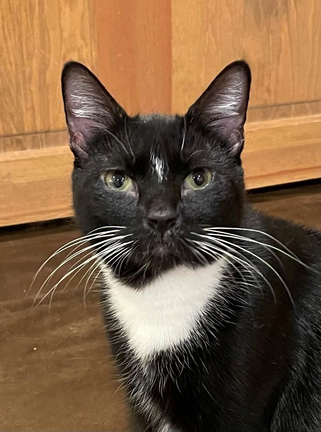 Tempe (LE), a Adoptable Domestic Short Hair in Little Falls, NJ image 1/3