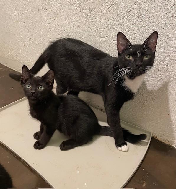 Tempe (LE), Adoptable, Adult Female Domestic Short Hair.