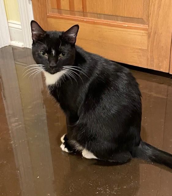 Tempe (LE), a Adoptable Domestic Short Hair in Little Falls, NJ image 2/3