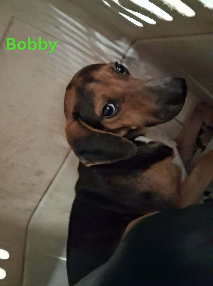 SF Bobby, Adoptable, Adult Male Beagle & Chihuahua.