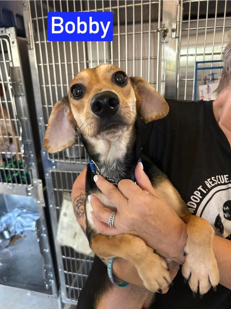 Enlarge SF Bobby, a Adoptable mixed breed in Warrenton, MO image 2/2