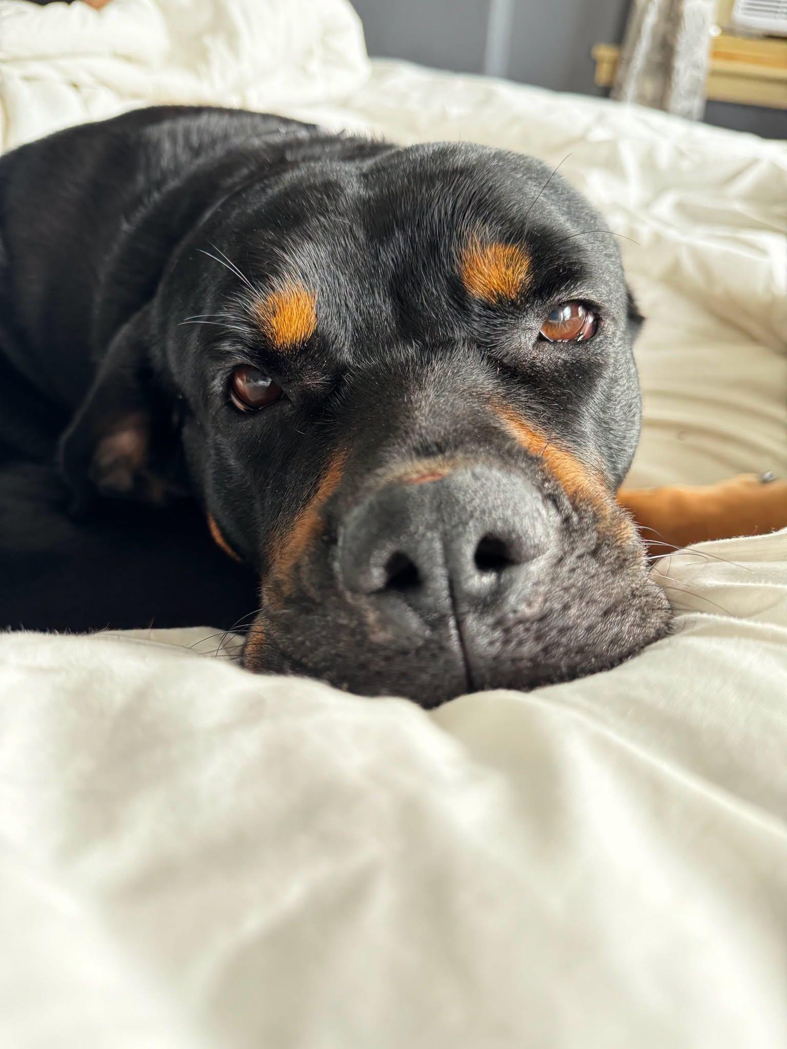 Lola, adopted, Young Female Rottweiler.