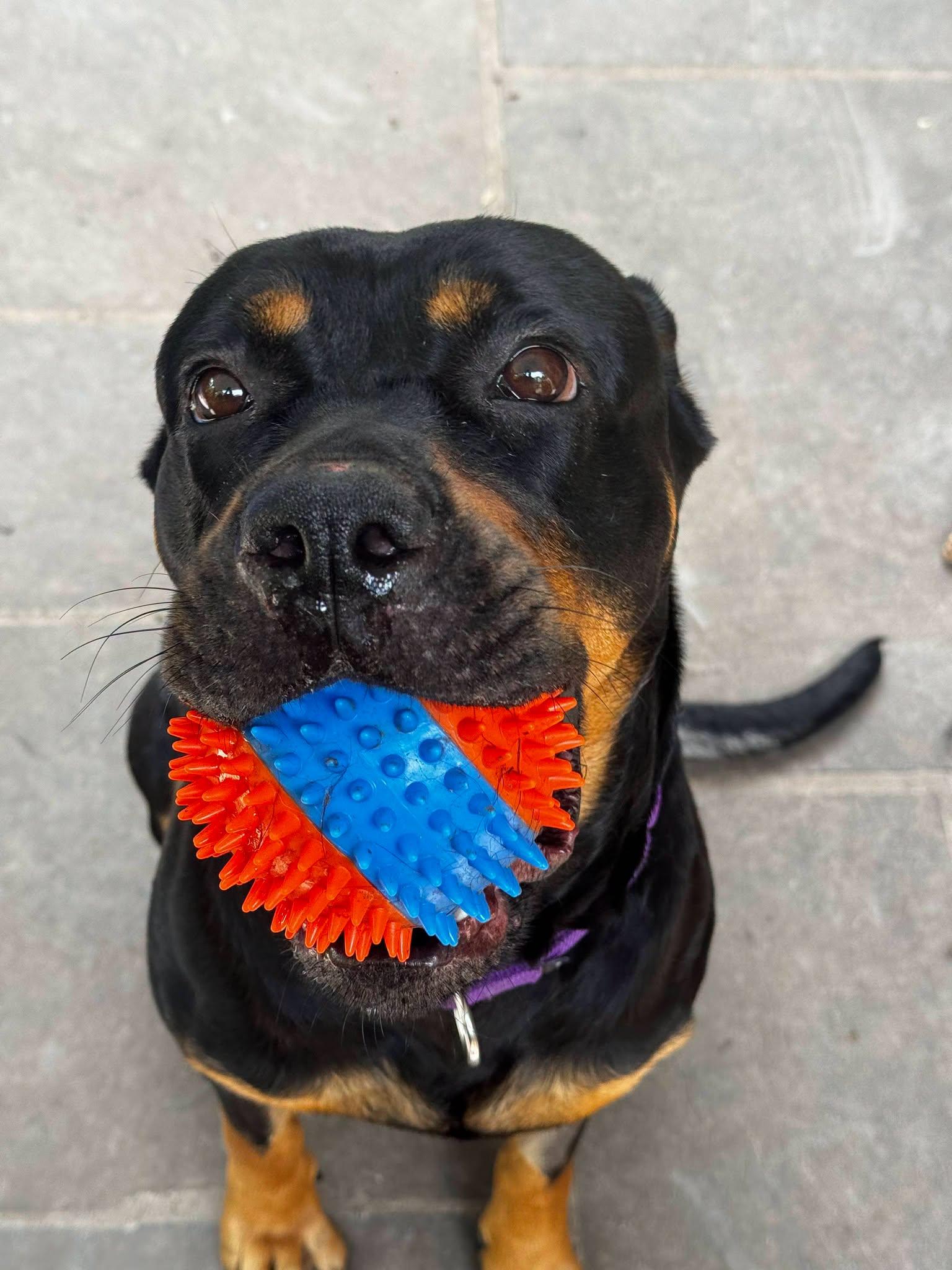 Enlarge Lola, an adopted Rottweiler in Perkasie, PA image 2/6