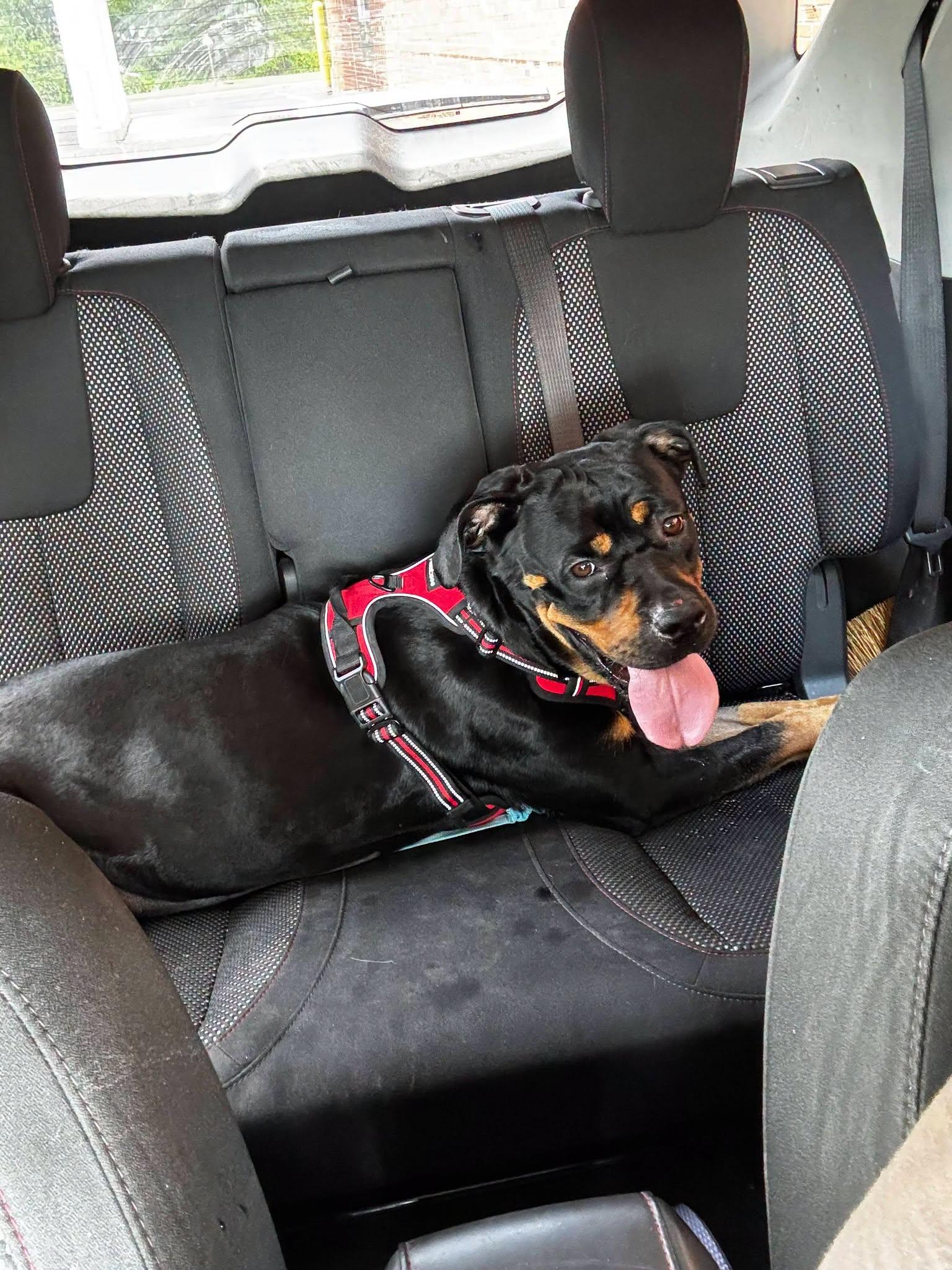Enlarge Lola, an adopted Rottweiler in Perkasie, PA image 5/6