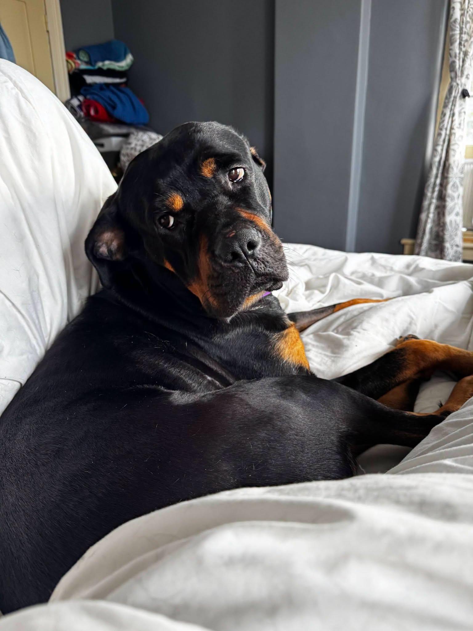 Enlarge Lola, an adopted Rottweiler in Perkasie, PA image 4/6