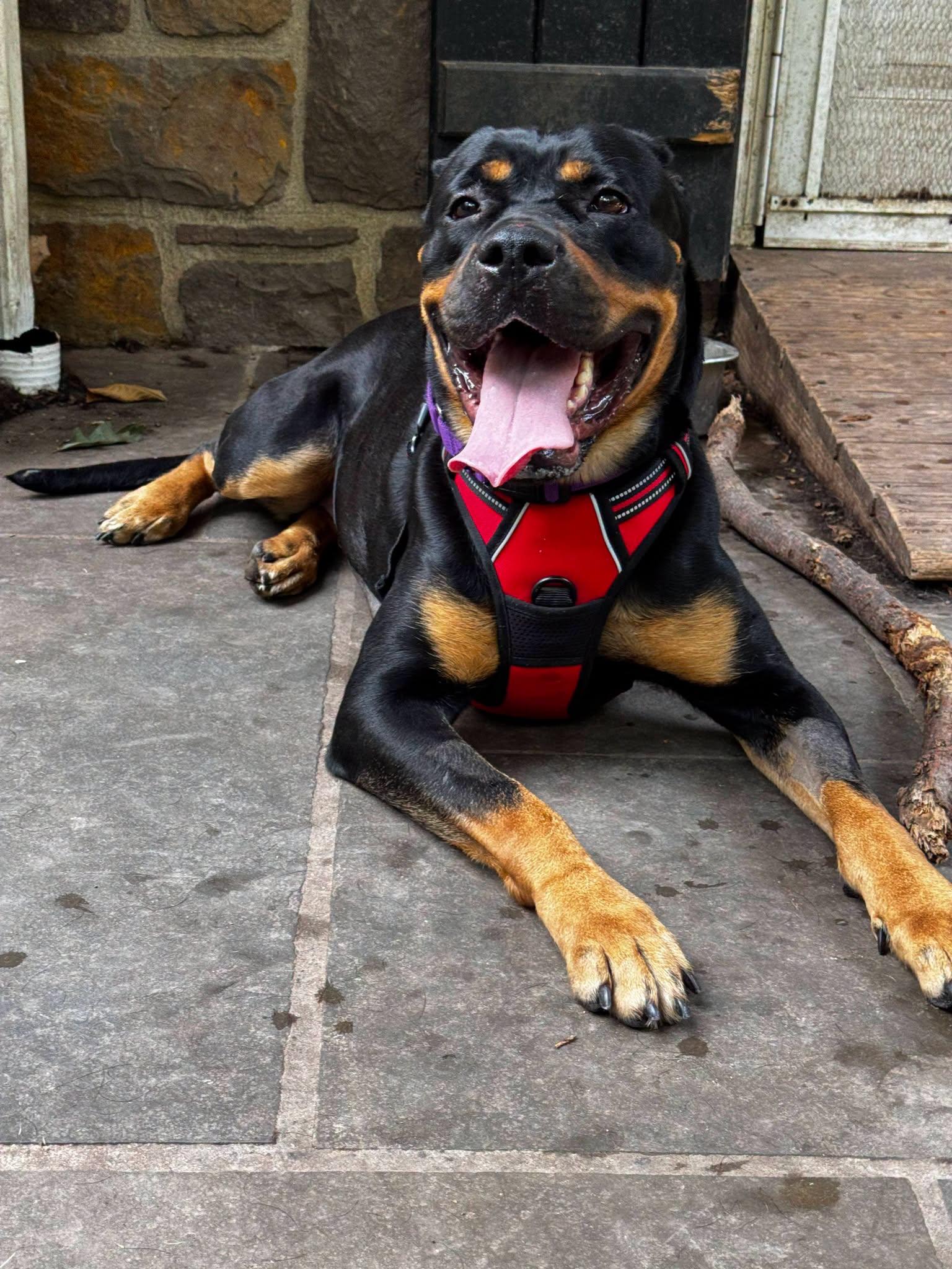 Enlarge Lola, an adopted Rottweiler in Perkasie, PA image 3/6
