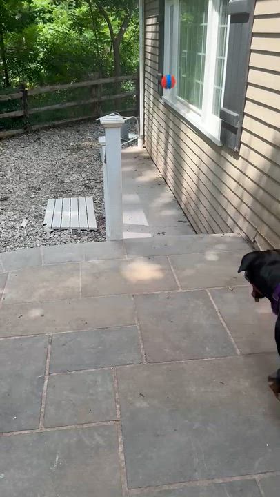 Enlarge Lola, an adopted Rottweiler in Perkasie, PA video 6/6