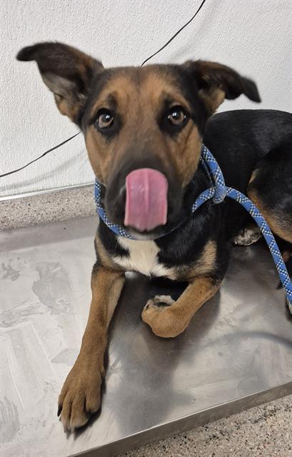 Bulma -- URGENT!, adopted, Young Female Shepherd.