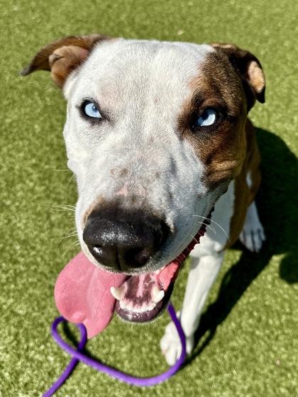Enlarge Max, a Adoptable mixed breed in Wichita, KS image 3/3